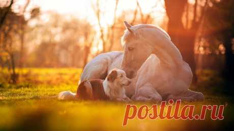 Wallpaper-Cute-Horse-Dog-White-Horse-Grass-Friendship34.jpg (1920×1080)