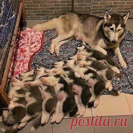 (50) Одноклассники