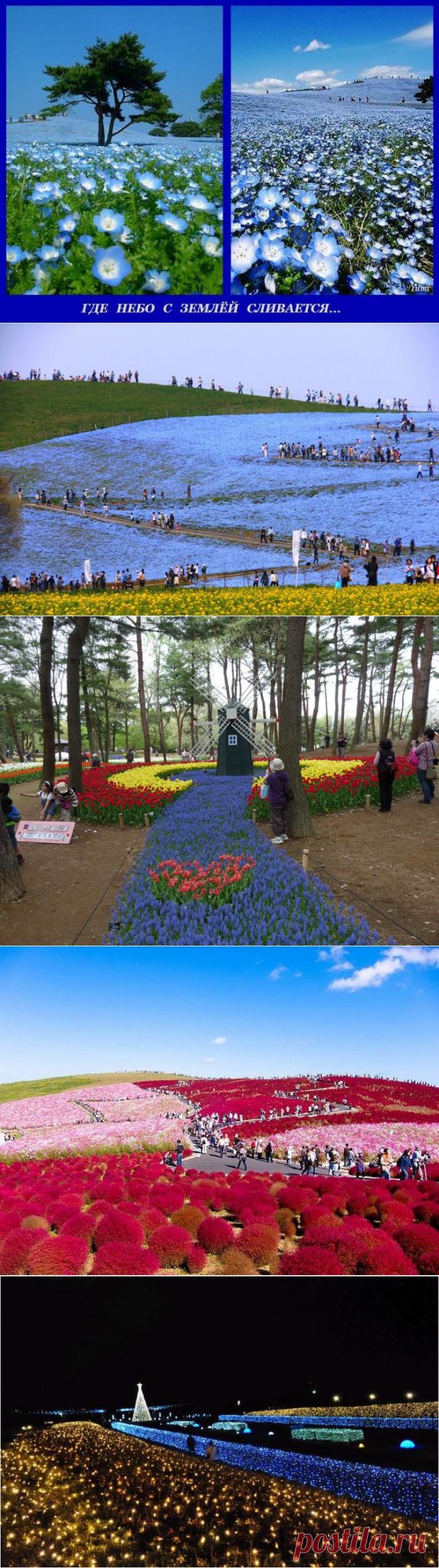 (+1) тема - "Цветочный рай" | УДИВИТЕЛЬНОЕ