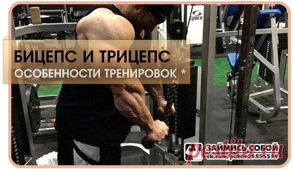 Особенности тренировки бицепсов и трицепсов / Абсолютное здоровье