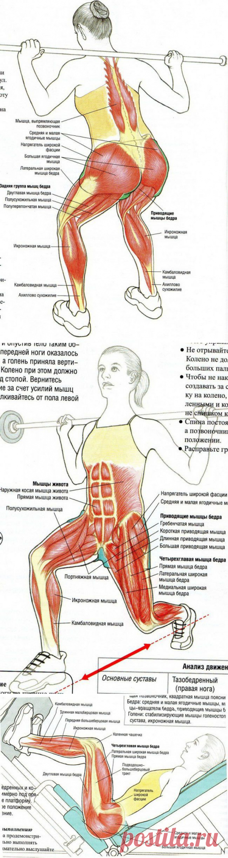 Накачиваем ягодицы как у бразильянок / Все для женщины