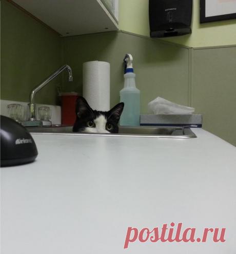 Домашние питомцы, которые не любят посещать ветеринара