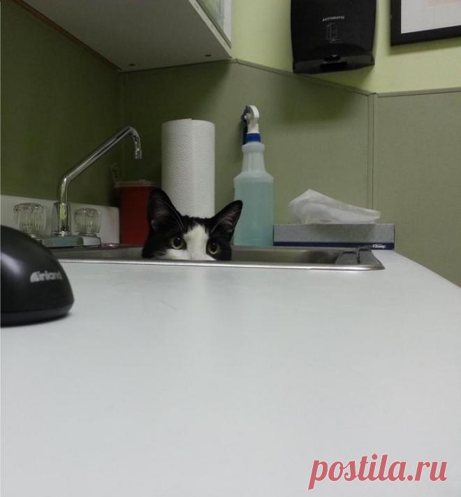 Домашние питомцы, которые не любят посещать ветеринара