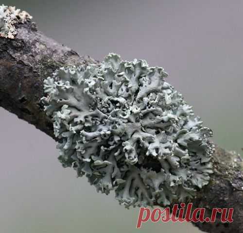 Надо ли счищать лишайники с коры деревьев, в частности с яблони?