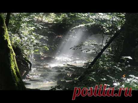Как найти воду в лесу | Методика поиска | Подготовка воды