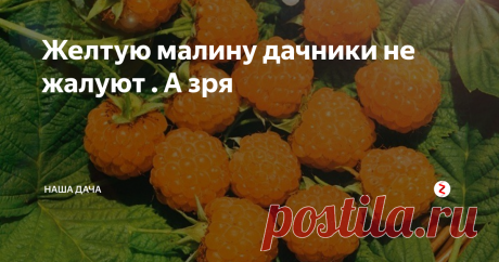Желтую малину дачники не жалуют . А зря Малина с плодами желтого цвета редко встречается на участках россиян. Почему-то нам всем роднее и привычнее малина красного цвета, реже – черного. А желтая как-то не закрепилась в умах садоводов, разве что, для баловства.  Между тем, зря. Я расскажу вам в этой статье, почему стоит сажать желтую малину и чем она выгодно отличается от привычного всем нам ее красного собрата.