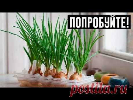 Интересный и простой способ выращивания лука дома!