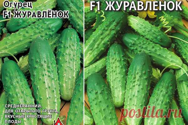 Огурец Журавлёнок F1: описание, отзывы, фото, характеристика сорта, достоинства и недостатки, особенности выращивания, урожайность