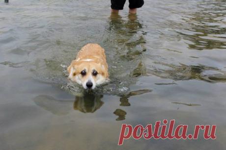 14 собак, которые очень боятся воды / Питомцы