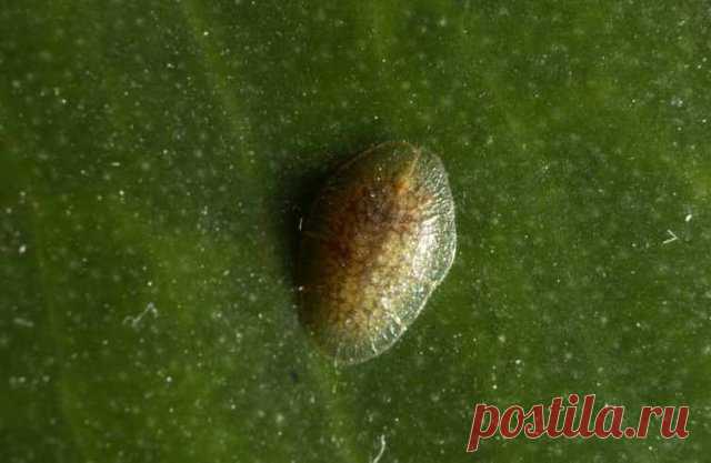 Щитовка на растениях – как распознать и эффективно бороться с вредителем