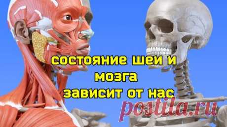 Шея и мозг задыхаются от нехватки крови? Причина в спазме косых мышц головы. Упражнения | Причины Здоровья | Дзен