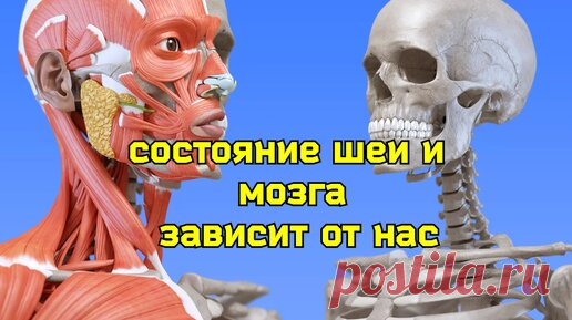 Шея и мозг задыхаются от нехватки крови? Причина в спазме косых мышц головы. Упражнения | Причины Здоровья | Дзен