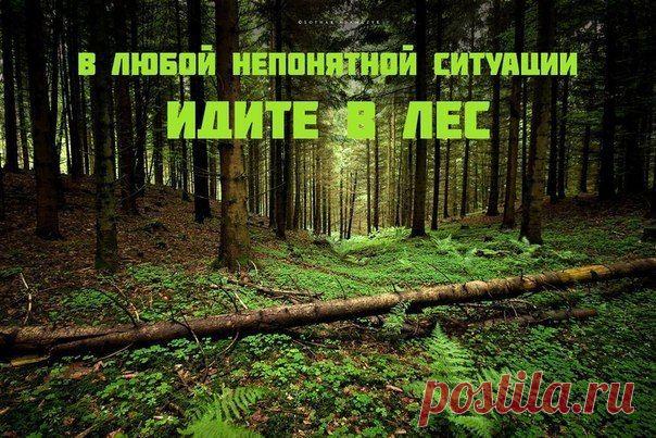 В любой непонятной ситуации ИДИТЕ В ЛЕС!