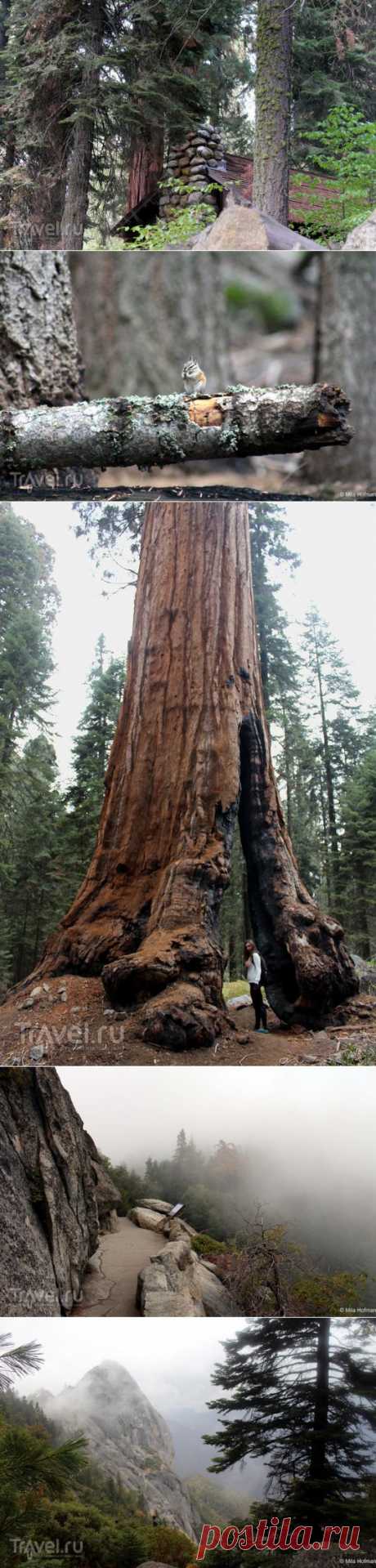 Sequoia and Kings Canyon парк | Города и страны