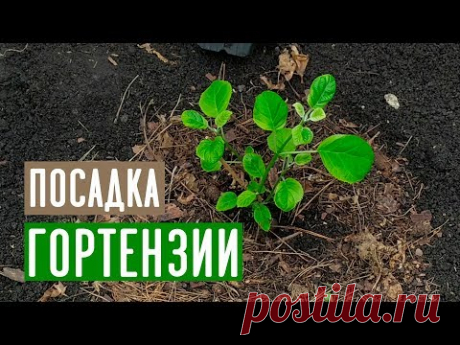 Проверенный способ посадки гортензии / Садовый гид