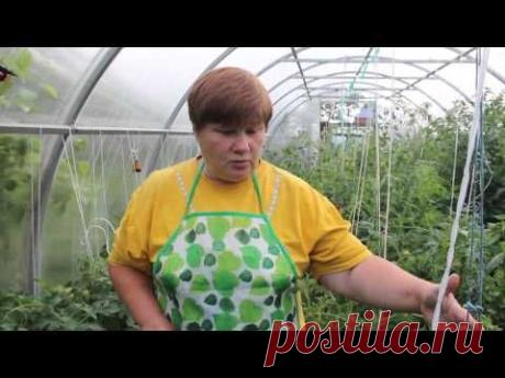 Как вырастить ПОМИДОРЫ. Делюсь опытом.