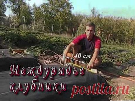 Междурядье клубники - YouTube