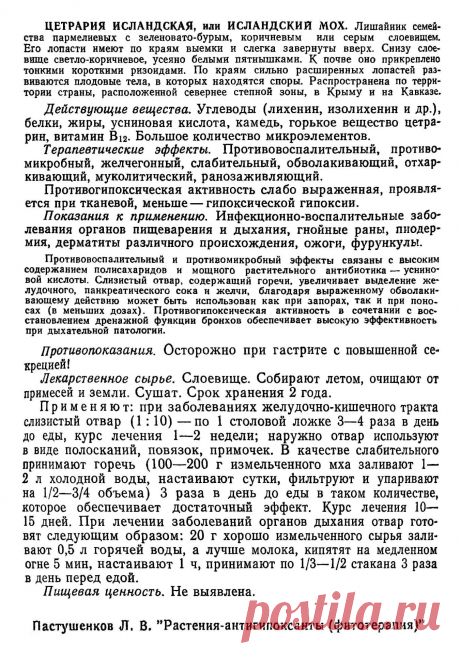 Цетрария исландская (исландский мох)