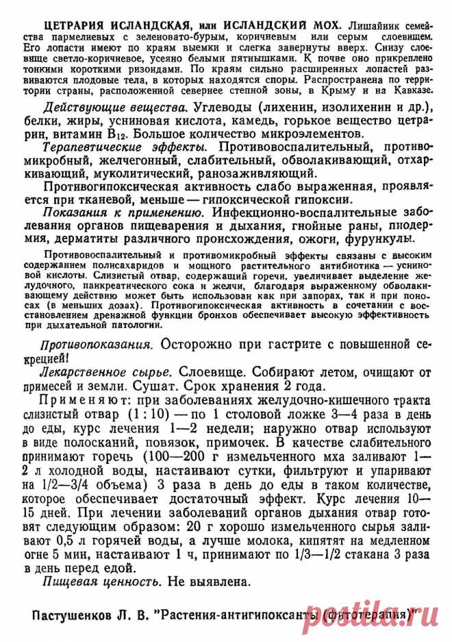 Цетрария исландская (исландский мох)