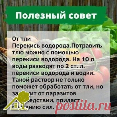 Огород, где все растет. Советы дачнику
#советы