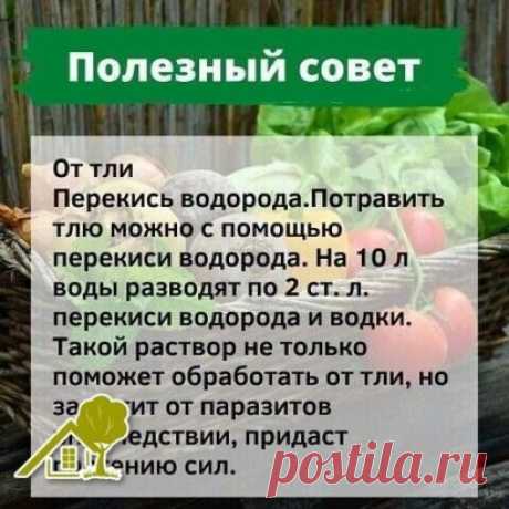 Огород, где все растет. Советы дачнику
#советы