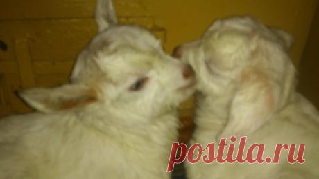 две сестрички