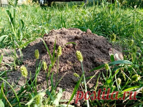 Что делать с неприятным запахом от компостной кучи: используйте это средство – оно способно на многое . Компост – верный помощник любого дачника в получении обильного урожая овощей, фруктов и ягод с собственного участка.