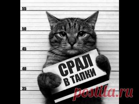 Смешные КОТЫ - Лучшие приколы / Funny cats compilation. Подборка #2