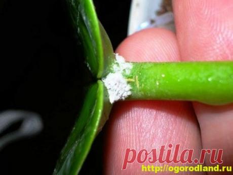 Другие возможные симптомы заболеваний у комнатных растений