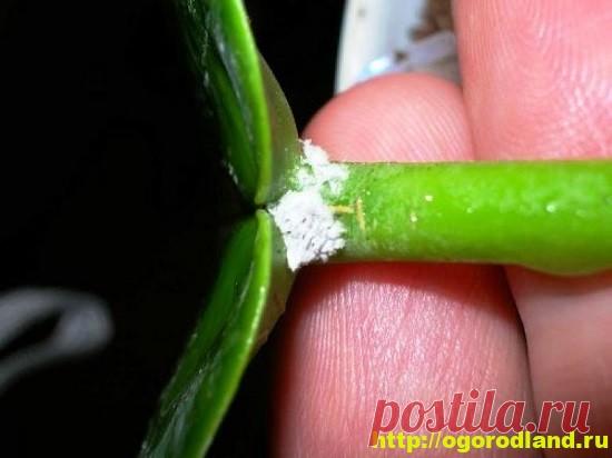 Другие возможные симптомы заболеваний у комнатных растений