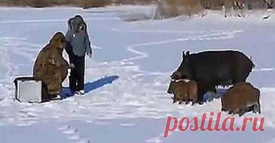 Голод не тетка! Дикая свинья пришла с поросятами к рыбакам, чтобы поросить у них рыбки Хоть дикие кабаны и осторожные животные и стараются не показываться на глаза людей. Но зимой голод всё-таки берёт своё и заставляет даже приблизиться к людям. На этом видео дикая свинья пришла со своим выводком поросят к рыбакам за рыбкой...