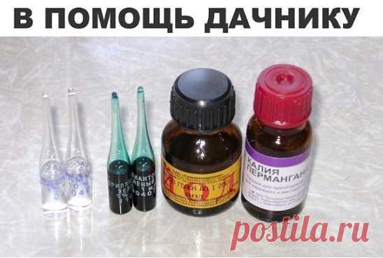ПОМОЩНИКИ САДОВОДА - ОГОРОДНИКА....ИЗ АПТЕКИ!