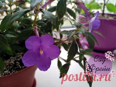 "В тени и не в обиде": какие 3 красивых цветка я больше не буду сажать на солнце, потому что они не любят яркий свет | Сад Фрейи | Яндекс Дзен