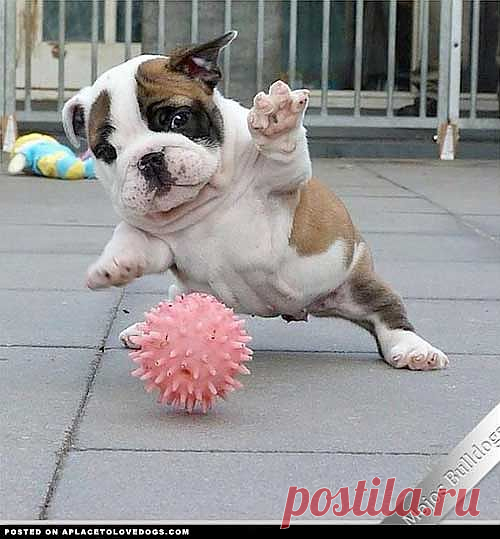 Bulldog Puppy Saves The Day! - A Place to Love Dogs