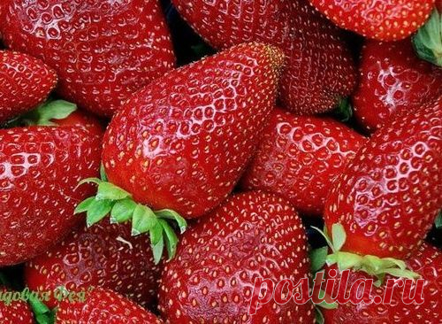 КЛУБНИКА — УХОД ПОСЛЕ СБОРА УРОЖАЯ
