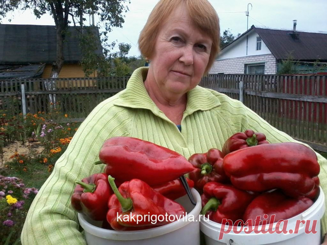 Вот что нужно делать, чтобы перцы не подкачали и дали огромный урожай. 1. Выращивать перцы нужно только через рассаду и в теплице, только так растения будут крепкие и здоровые. 2. Чтобы рассада развивалась мощной, надо