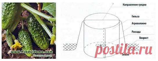 Технология выращивания огурцов в открытом грунте – микро-теплица своими руками: мой способ РАССАДА ОГУРЦОВ В ДОМИКАХ БЕЗ КРЫШИ - ЛЕГКО И УДОБНО Некоторые дачники уже настолько привыкли к сезонным болям в спине, что считают их неотъемлемыми спутниками огородника. И даже не представляют, как легко и просто от них избавиться. И главное, урожай увеличивается! Решила поделиться своим опытом. Дружу с землей 40 с лишним лет. Люблю ее, матушку, за щедрость, доброту и отзывчивость....