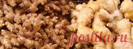 Как вырастить дома имбирь | pokolenie-x.com