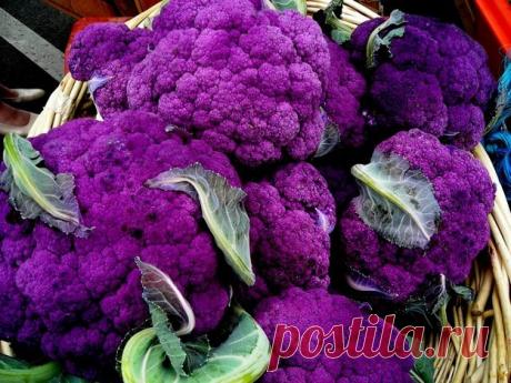 капуста романеско - Поиск в Google