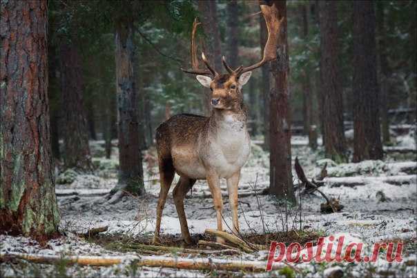 Спокойной ночи от красавчика! Автор фото – Влад Соколовский.