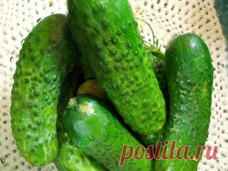 Маринованные огурцы — Готовим дома