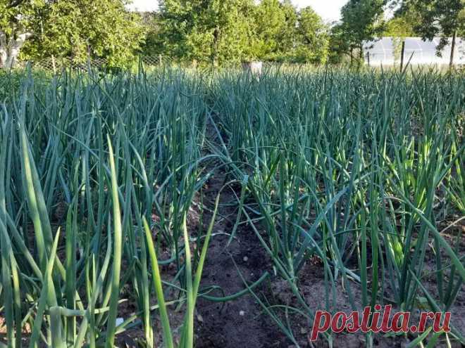 После чего нельзя сажать чеснок: одна ошибка, которая оставит вас без урожая на годы. Агрономы предупреждают: сажать чеснок после лука категорически нельзя.