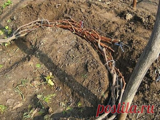 КАК ПРАВИЛЬНО ОБРЕЗАТЬ И УКРЫВАТЬ ВИНОГРАД НА ЗИМУ
Сохраните, чтобы не потерять!
Если на протяжении пяти и больше дней на улице держится температура на уровне -18 градусов Цельсия, это приводит к гибели 70% виноградных глазков. Когда температура снижается до уровня -20 градусов Цельсия, гибнут все глазки, а также однолетние лозы и даже многолетняя древесина. Что уж говорить, если корневище виноградных кустов еще более чувствительно к холоду. Отдельные его элементы будут повреждены даже при незна