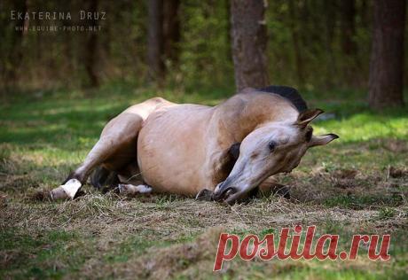 ахалтекинка отдыхает