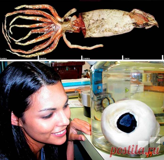 Самые необычные глубоководные животные (ТОП-15) + Фото