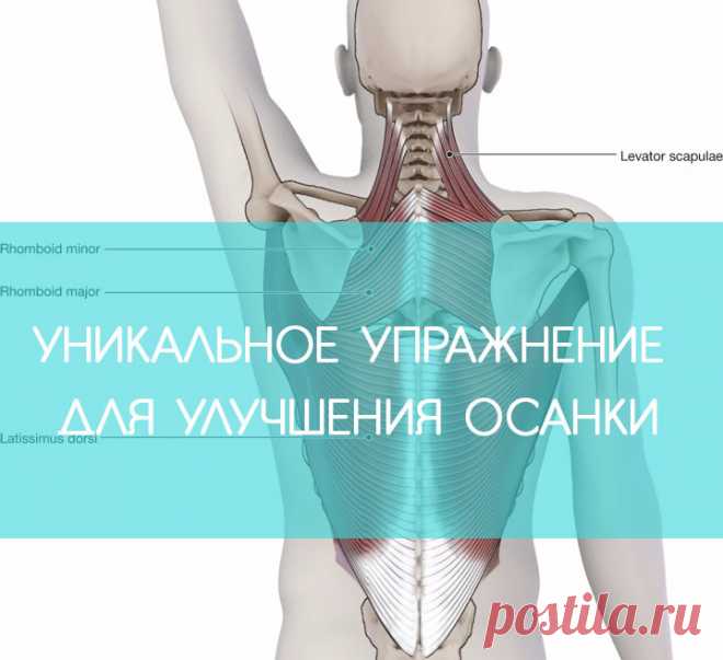 Самое уникальное упражнение для улучшения осанки Поскольку способов укреплять спину не счесть, специалисты выбрали лишь одно упражнение. Но зато какое!..