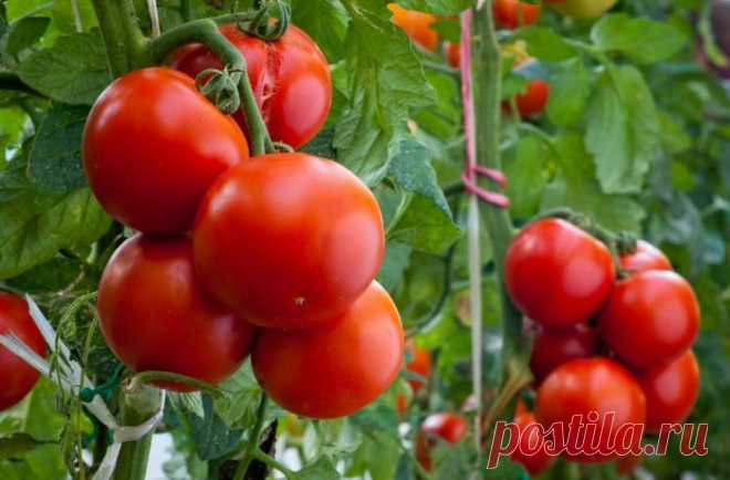 Полив и подкормка томатов..