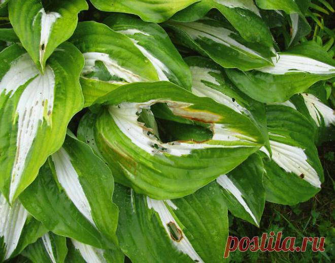 Причины, по которым с любимым растением придется расстаться | Наталья Кудрявцева | Яндекс Дзен