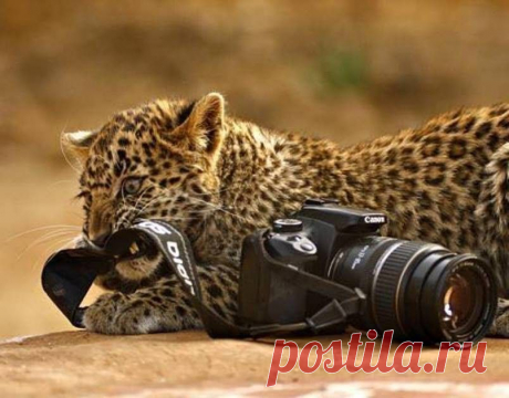 Хороший фотограф всегда в центре внимания