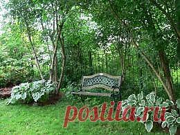 Сад в тени | Сады Северо-Запада